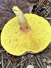 Phylloporus
