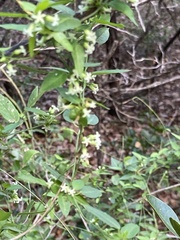 Metastelma barbigerum