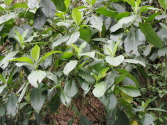 Trichodesma calycosum