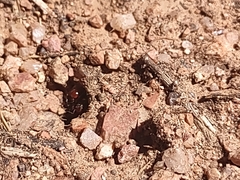 Pogonomyrmex huachucanus