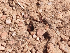 Pogonomyrmex huachucanus
