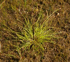 Eleocharis ovata