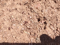 Pogonomyrmex huachucanus