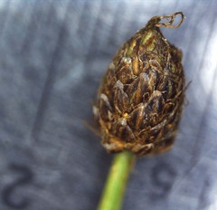 Eleocharis ovata