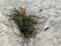 Phyllospadix torreyi