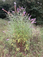 Buddleja davidii