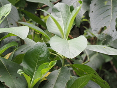 Trichodesma calycosum