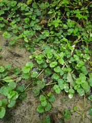 Chrysosplenium americanum