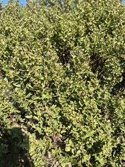 Baccharis pilularis