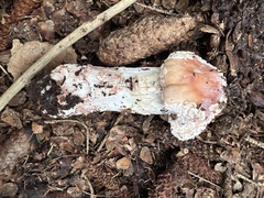 Hypomyces hyalinus