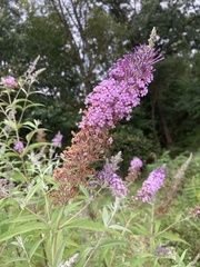 Buddleja davidii