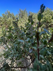 Baccharis pilularis