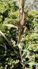 Oenothera