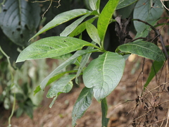 Trichodesma calycosum
