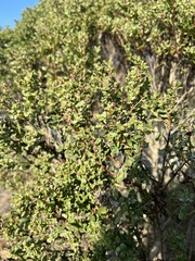 Baccharis pilularis