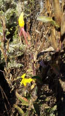 Oenothera