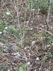 Symphyotrichum drummondii