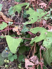 Persicaria perfoliata