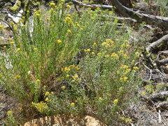 Chrysothamnus viscidiflorus