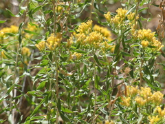 Chrysothamnus viscidiflorus