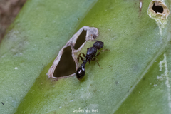 Tetramorium