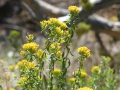 Chrysothamnus viscidiflorus