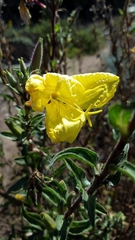 Oenothera