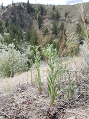 Lappula occidentalis