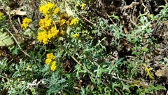 Eriophyllum staechadifolium
