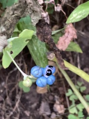 Persicaria perfoliata