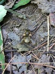 Goniops chrysocoma