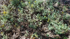 Eriophyllum staechadifolium