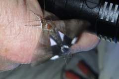 Melipotis fasciolaris