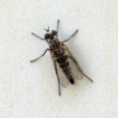 Therevinae