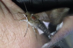 Melipotis fasciolaris