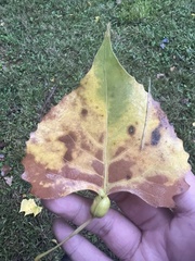 Pemphigus populitransversus