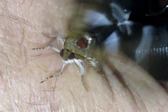 Melipotis fasciolaris