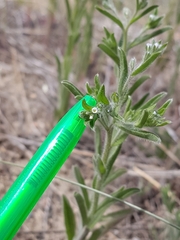 Lappula occidentalis