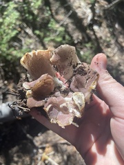 Sarcosphaera coronaria