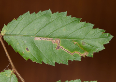 Stigmella apicialbella