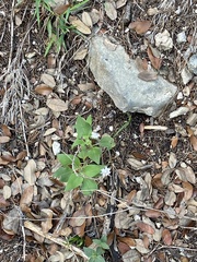 Symphyotrichum drummondii