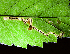 Stigmella apicialbella