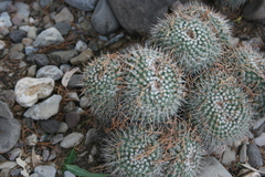 Mammillaria parkinsonii