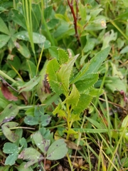 Senecio triangularis