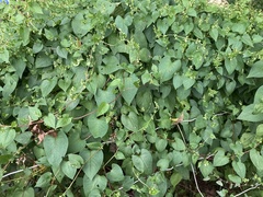 Fallopia