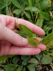 Senecio triangularis