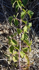 Rubus ursinus