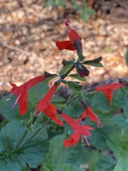 Salvia coccinea