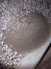 Myrmecocystus melliger