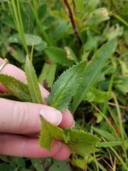 Senecio triangularis